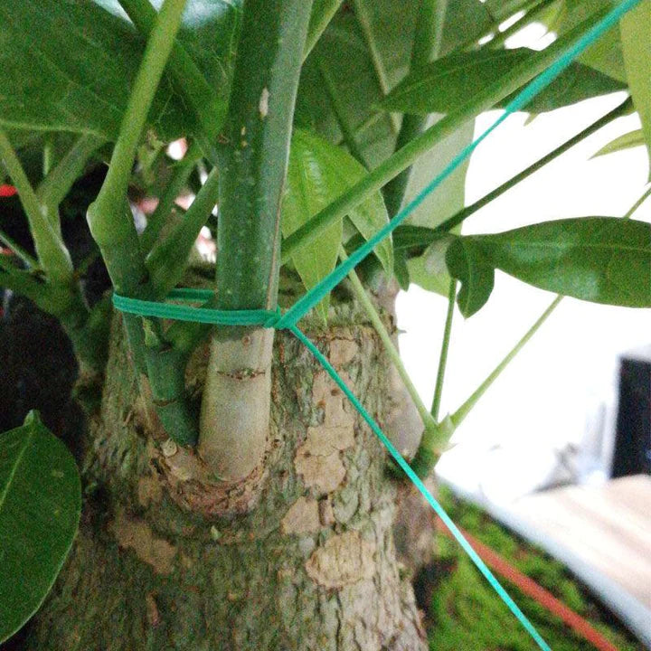 1+1 CADOU: Sarmulita pentru legat cu dispozitiv de taiere, lungimea de 50m/rola